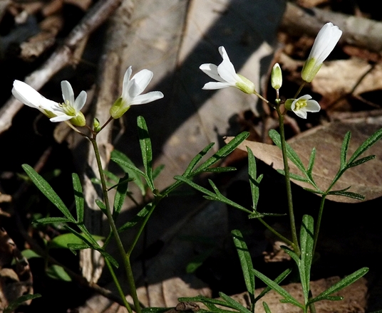 {Cardamine dissecta}